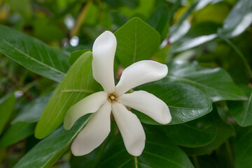 Gardenia taitensis, also called Tahitian gardenia or tiaré flower, is a species of plant in the family Rubiaceae. It is an evergreen tropical shrub that grows to 4 m (10 ft) tall and has glossy dark g