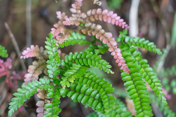 Adiantum hispidulum, commonly known as rough maidenhair fern or five-fingered jack, is a small fern in the family Pteridaceae of widespread distribution. It is found in Africa, Australia, Polynesia, M