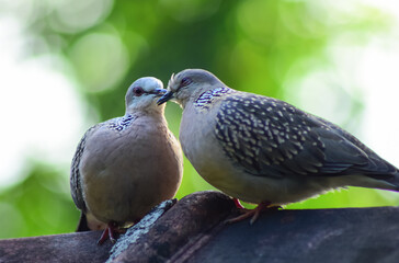 Lovely  pigeon couple on the branch