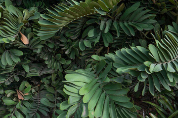 Zamia furfuracea is a cycad native to southeastern Veracruz state in eastern Mexico. Although not a palm tree (Arecaceae), its growth habit is superficially similar to a palm; therefore it is commonly