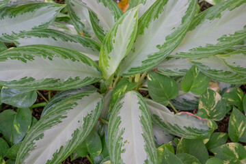 Aglaonema commutatum, the poison dart plant, is a species of flowering plant in the Chinese evergreen genus Aglaonema, family Araceae. It is native to the Philippines and northeastern Sulawesi, and ha