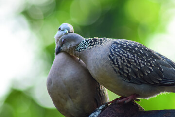 Lovely  pigeon couple on the branch