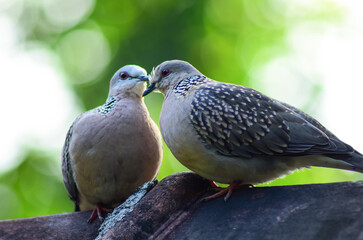 Lovely  pigeon couple enjoying there relationship  alone romantic moment 