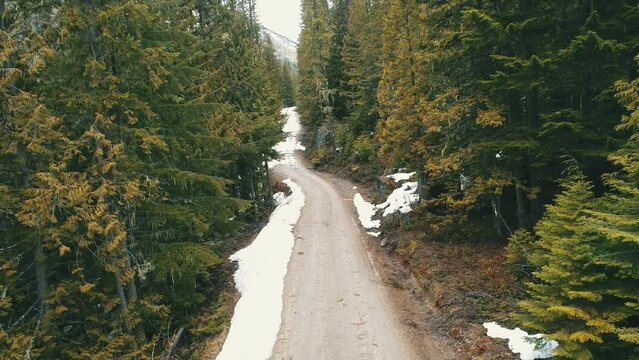 A Snowy Tree Lined Road. It is a dirt road lined with evergreen trees. Snow is covering some of the road. 