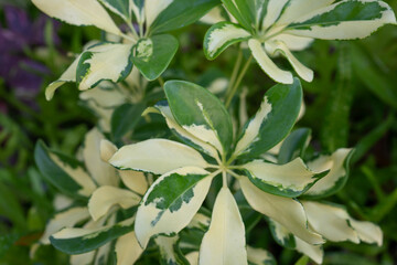 Schefflera arboricola is a flowering plant in the family Araliaceae, native to Taiwan as well as...