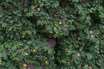 Ficus pumila, commonly known as the creeping fig or climbing fig, is a species of flowering plant in the mulberry family, native to East Asia (China, Japan, Vietnam) and naturalized in parts of the so