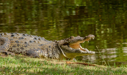 A crocodile displays its teeth while basking in the sun  - obrazy, fototapety, plakaty
