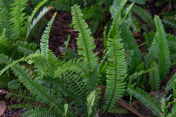 Nephrolepis cordifolia, is a fern native to northern Australia and Asia. It has many common names...
