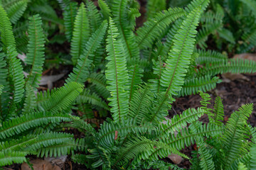 Nephrolepis cordifolia, is a fern native to northern Australia and Asia. It has many common names including fishbone fern, tuberous sword fern, tuber ladder fern, erect sword fern, narrow sword fern a