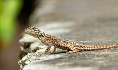 Juvenile Red-headed Agama lizard sits on a oolite wall