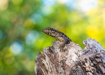 A Jamaican Curly-tailed lizard peeps from its tree stump home
