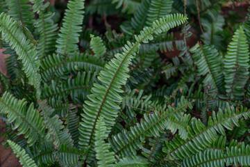 Fototapeta na wymiar Nephrolepis cordifolia, is a fern native to northern Australia and Asia. It has many common names including fishbone fern, tuberous sword fern, tuber ladder fern, erect sword fern, narrow sword fern a