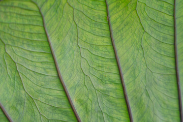 Alocasia is a genus of broad-leaved, rhizomatous, or tuberous perennial flowering plants from the family Araceae. There are 97 accepted species native to tropical and subtropical Asia and Eastern Aust
