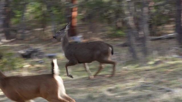 White-tailed Deer Running