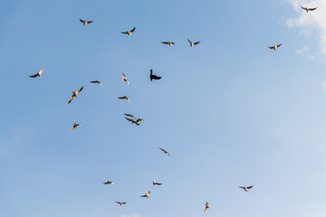 青空を飛び回るカモメの大群
