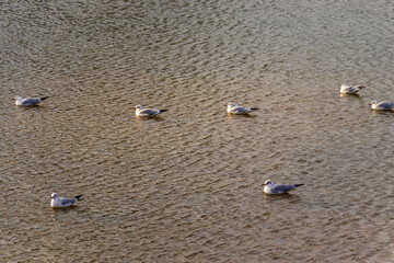 水面に浮かぶユリカモメ