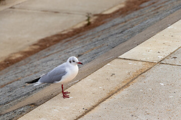 堤防のコンクリートの上にたたずむ一羽のカモメ