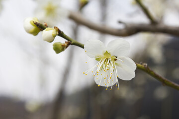 Apricot flower on nature background