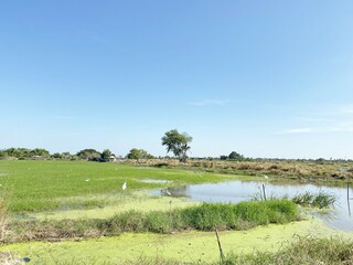 rice field in country Thailand