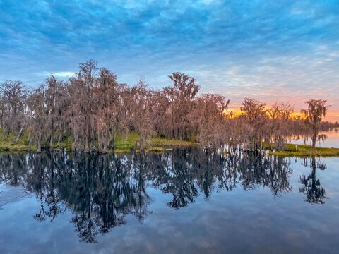 Reflection of Cypress trees in Cypress Cove at Lake Minnehaha in Clermont, Florida
