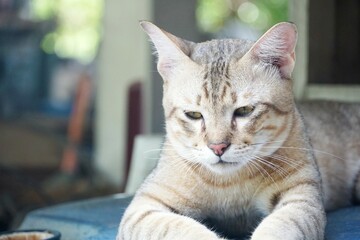 close up cute tabby cat on the ground