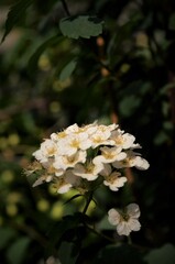 tree blossom