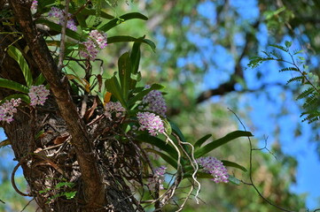 Rhynchostyliis, Orchid bouquet on the tree.
