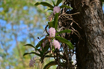 Rhynchostyliis, Orchid bouquet on the tree.