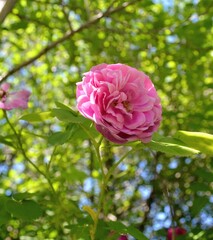 pink rose bush