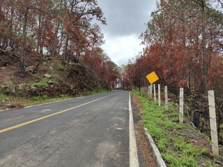 Naturaleza resurgiendo