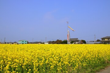 古賀市の筵内菜の花公園