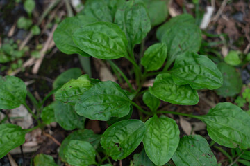 
Plantago asiatica, is a self-fertile, perennial flowering plant of genus Plantago. The plant is native to East Asia (China, Japan, Korea, etc.). It grows really well in disturbed areas like roadsides