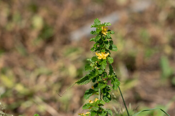 Malvastrum coromandelianum, also known as threelobe false mallow, is an annual or perennial herb or shrub native to North and South America. It has been introduced to many other areas of the world inc