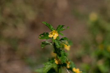 Malvastrum coromandelianum, also known as threelobe false mallow, is an annual or perennial herb or shrub native to North and South America. It has been introduced to many other areas of the world inc
