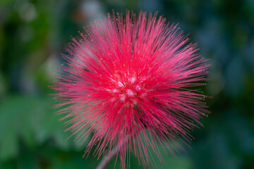 Calliandra haematocephala is a species of flowering plants of the genus Calliandra in the family Fabaceae.
Rambling shrub or small tree with branched pinnate, silky leaves and powder-puff-like balls o