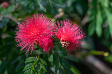 Calliandra haematocephala is a species of flowering plants of the genus Calliandra in the family Fabaceae.
Rambling shrub or small tree with branched pinnate, silky leaves and powder-puff-like balls o