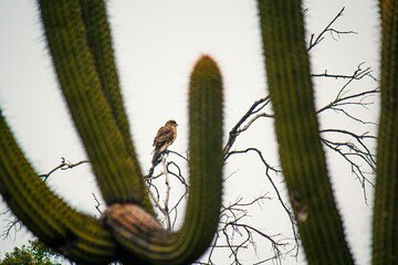 aguilucho en cactus