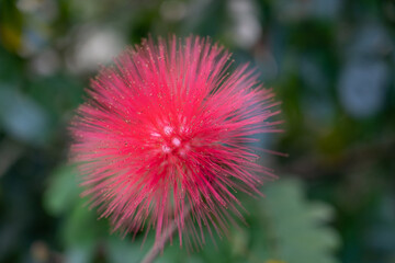 Calliandra haematocephala is a species of flowering plants of the genus Calliandra in the family Fabaceae.
Rambling shrub or small tree with branched pinnate, silky leaves and powder-puff-like balls o