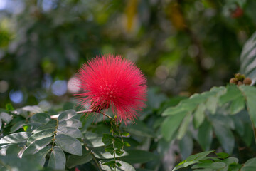 Calliandra haematocephala is a species of flowering plants of the genus Calliandra in the family Fabaceae.
Rambling shrub or small tree with branched pinnate, silky leaves and powder-puff-like balls o