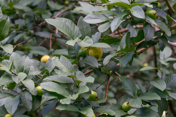 
Psidium guajava, the common guava, yellow guava, or lemon guava, is an evergreen shrub or small tree native to the Caribbean, Central America and South America. It is easily pollinated by insects; wh - 484786790