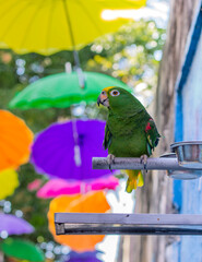green parrot on city street