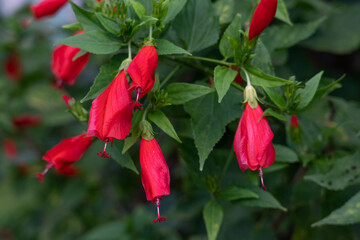 Malvaviscus is a genus of flowering plants in the mallow family, Malvaceae. Common names for species in this genus include Turk's cap mallow, wax mallow, sleeping hibiscus, and mazapan.