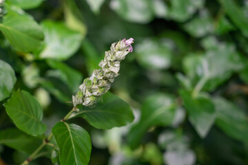 Justicia betonica is a species of flowering plant, a shrub in the family Acanthaceae. It goes by the common name squirrel's tail and paper plume. Its habitat includes wastelands, hedges, and ravines.