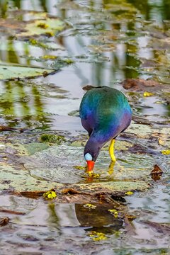 Closeup of a Purple Gallinule fishing for food on a lake in Florida