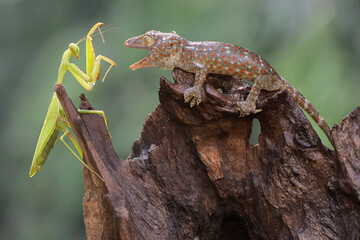 A young tokay gecko preys on a praying mantis on dry wood. This reptile has the scientific name Gekko gecko. 