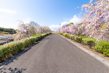 桜を見ながらウォーキング