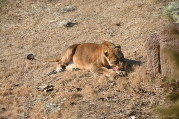 먹이 먹는 사자