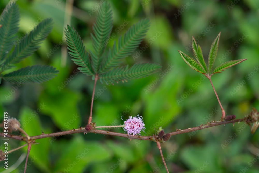 Wall mural mimosa pudica also called sensitive plant, sleepy plant, action plant, touch-me-not, shameplant. hoo