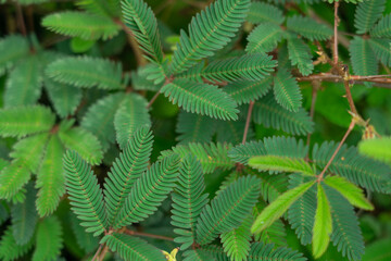 Mimosa pudica also called sensitive plant, sleepy plant, action plant, touch-me-not, shameplant. Hoomaluhia Botanical Garden
