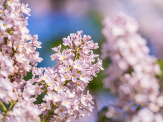 Pink Blooming Lilac Flowers in spring with blured background